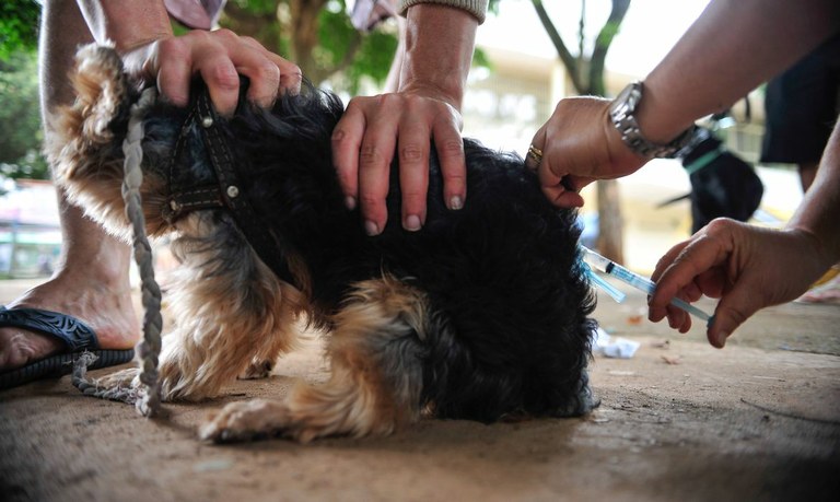 Aprovado projeto instituindo campanha permanente para estimular vacinação de cães contra a cinomose