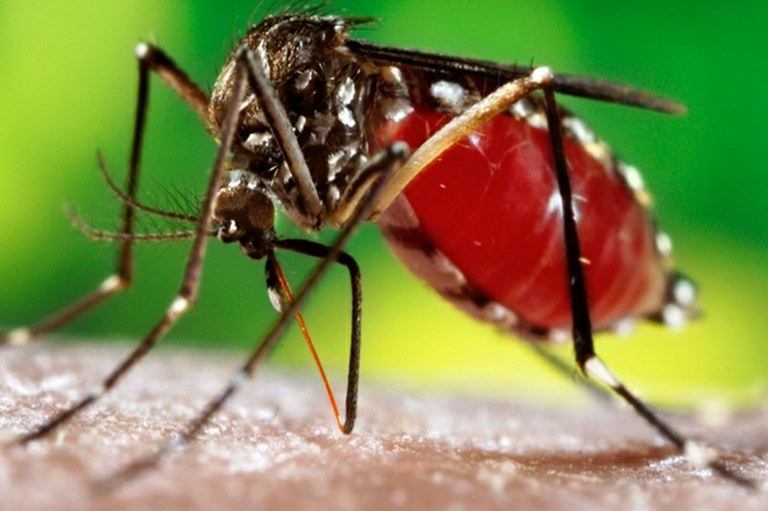 Dengue: Causas, Sintomas e Tratamentos 