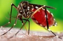 Dengue: Causas, Sintomas e Tratamentos 